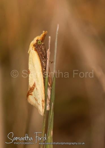 Moth in Disguise