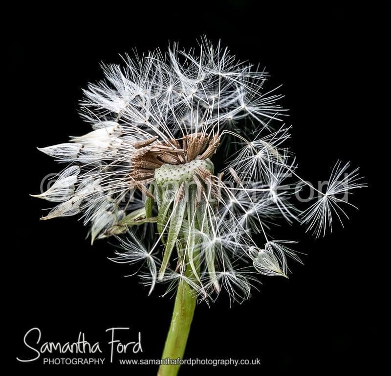 Dandelion Seedhead Macro